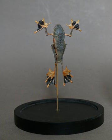 Kikker Taxidermie volledige montage - Racophorus reinwardtii