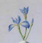 Ruud Verkerk - Japanse vaas met blauwe Iris., Antiek en Kunst