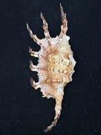 Zeeslak Zeeschelp - S-223 LAMBIS SCORPIUS INDOMARIS (Zonder