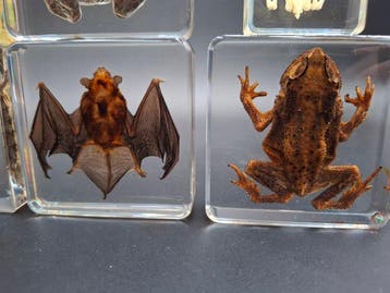 chauve-souris, crapaud, tortue, grenouille, poisson Support