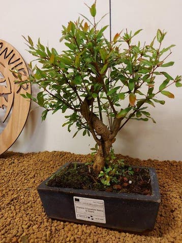 Bonsaï de Grenadier Commun (Punica granatum) - Hauteur