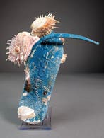 Tongs encrustées de sel marin Coquillage marin - Spondylus, Nieuw