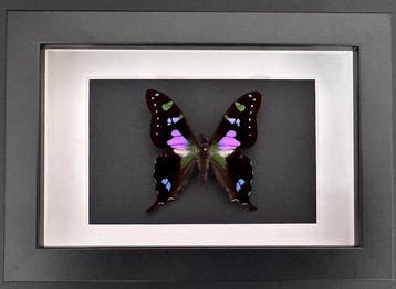 Vlinder Taxidermie volledige montage - Graphium Weiskei de