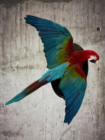 Ara Taxidermie volledige montage - Ara chloropterus - with
