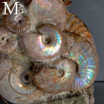 Groupe naturel dammonites du genre Cleoniceras - Aioloceras