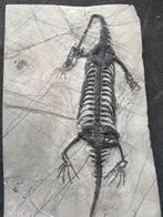 Reptile marin - Animal fossilisé - Keichousaurus s - 20.5 cm