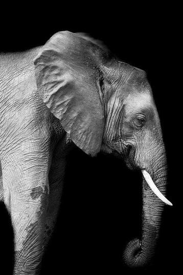 Marco Simoni -  The Ivory game, Antiek en Kunst, Kunst | Schilderijen | Modern