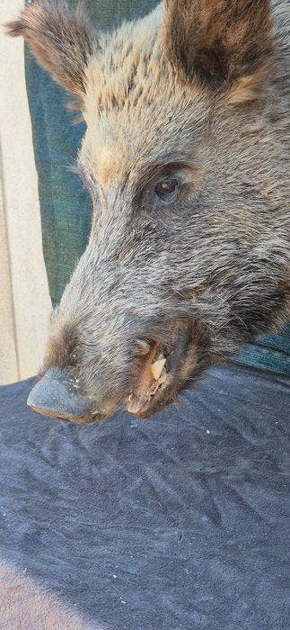Wild zwijn Taxidermie volledige montage - Sus scrofa -