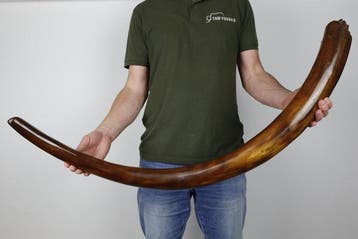 Wolharige mammoet - Gefossiliseerde slagtand - Mammuthus, Verzamelen