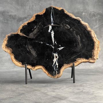 C - Prachtige grote plak versteend hout op een maatwerk