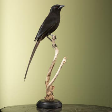 Piapiac Taxidermie Opgezette Dieren By Max, Ophalen of Verzenden, Nieuw, Vogel, Opgezet dier