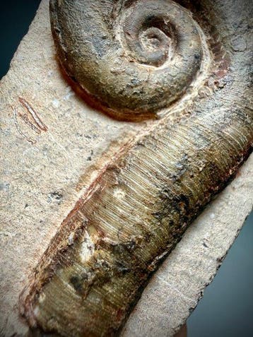 Prachtig cephalopodenfossiel - Gefossiliseerde schelp -, Verzamelen