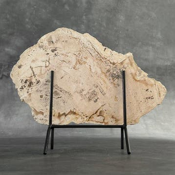Magnifique tranche de bois pétrifié sur un socle