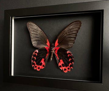Vlinder Taxidermie volledige montage - Papilio Rumanzovia -, Antiek en Kunst
