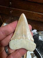 Requin - Dent fossile - Carcharodon carcharias - 6.51 cm -