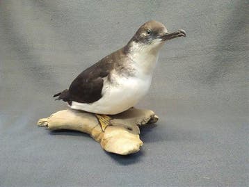 Manx. Shearwater Taxidermie volledige montage - Puffinus, Verzamelen, Nieuw