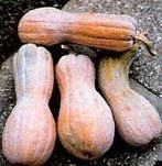 Rugosa Butternut pompoen zaden, Nieuw