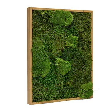 Mosschilderij Lappenmos-Bolmos 80x120 cm Eikenhout - Boras, Verzenden