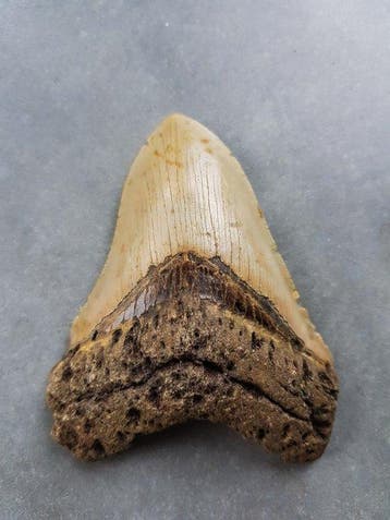 Mégalodon - Dent fossile - 115 mm - 85 mm, Verzamelen