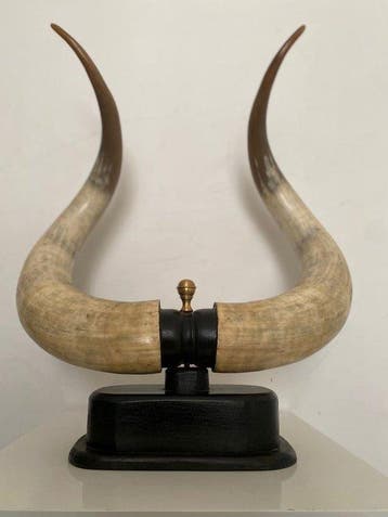 Spaanse stier Hoorns - Toro - 77 cm - 67 cm - 30 cm