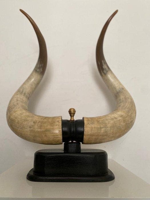 Spaanse stier Hoorns - Toro - 77 cm - 67 cm - 30 cm, Antiek en Kunst, Curiosa en Brocante