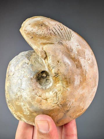 Ammoniet - Gefossiliseerde schelp - Goniatite sp. - 13.5 cm