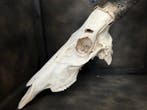 Hartenbeest Schedel van een zoogdier - Alcelaphus - 79 cm -