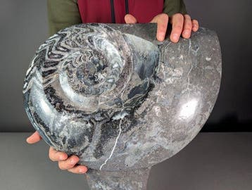 Grote ammonietensculptuur - Gefossiliseerde schelp -