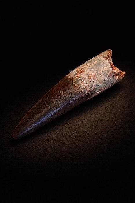 Dinosaurus - Fossiele tand - Spinosaurus aegyptiacus - 10.9, Verzamelen, Mineralen en Fossielen