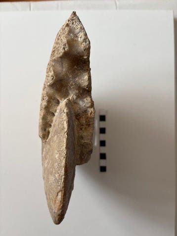 Ammoniet - Gefossiliseerde schelp - 16 cm - 21 cm