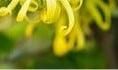 Geurolie Ylang-Ylang voor melts kaarsen en zeep 20 ml, Hobby en Vrije tijd, Knutselen, Nieuw
