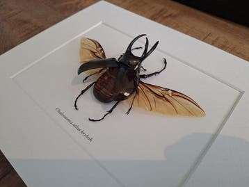 Insekt Taxidermie wandmontage - Chalcosoma atlas keyboh - 28