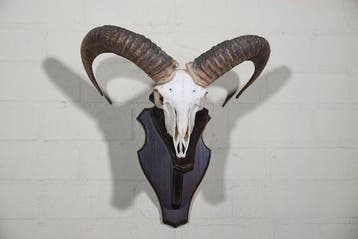 Mouflon Schedel - Ovis a musimon - 0 cm - 44 cm - 0 cm-, Verzamelen, Dierenverzamelingen, Nieuw