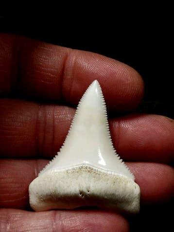 Witte haai Taxidermie volledige montage - Carcharodon, Nieuw
