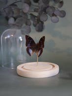 Vlinder Taxidermie volledige montage - Véritable Charaxes