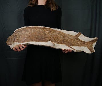 Poisson - Squelette fossile - Impresionante pez fósil de 90, Verzamelen