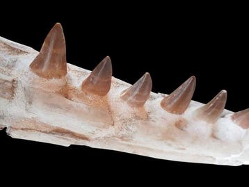 Mosasaure - Dents fossiles - 8 cm - 45 cm, Collections, Minéraux & Fossiles