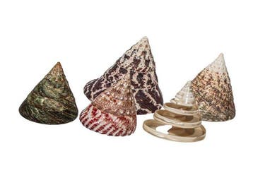 Verzameling Rochia (5 stuks) | Ø 5,0 tot 8,0 cm |, Collections