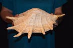 Escargot de mer Coquillage marin - M-556 LAMBIS TRUNCATA