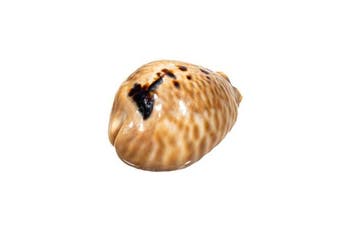 SPECIMEN MAGNIFIQUE : Cypraea mus (Mouse Cowrie) – Rareté, Nieuw