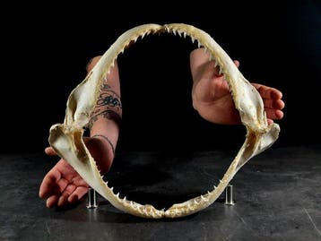 enorme kaak van een bronzen haai Taxidermie volledige