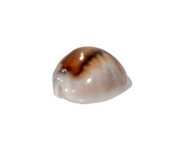 Zeldzaamheid: Neobernaya spadicea 40mm | Toptoestand