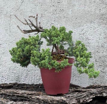 Jeneverbes bonsai (Juniperus) - Hoogte (boom): 20 cm -