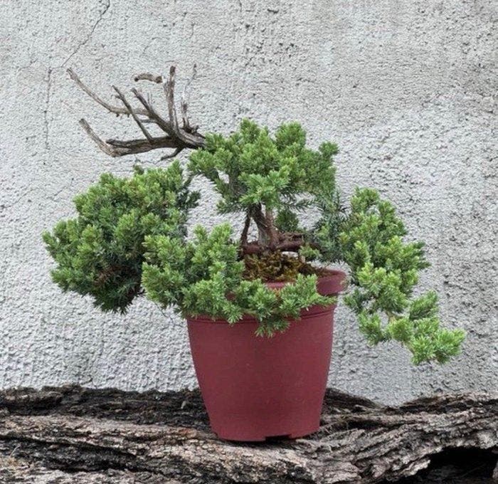 Jeneverbes bonsai (Juniperus) - Hoogte (boom): 20 cm -, Antiek en Kunst, Curiosa en Brocante