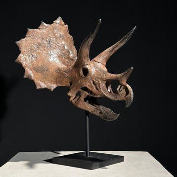 GEEN MINIMUMPRIJS - Replica van dinosaurusschedel -