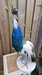 Bonte pauw Taxidermie volledige montage - Pavo cristatus) -, Verzamelen, Dierenverzamelingen, Nieuw