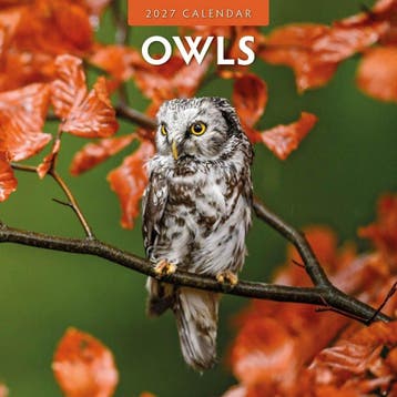 Red Robin Wall Kalender 2027 - Owls, Ophalen of Verzenden, Nieuw in verpakking