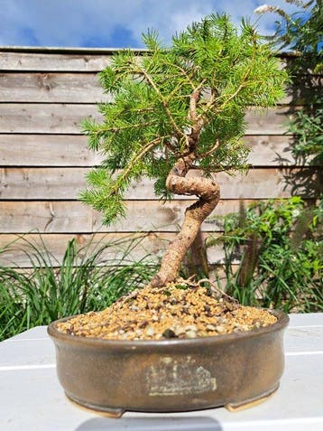 Spar bonsai (Picea) - Hoogte (boom): 28 cm - Diepte (boom):