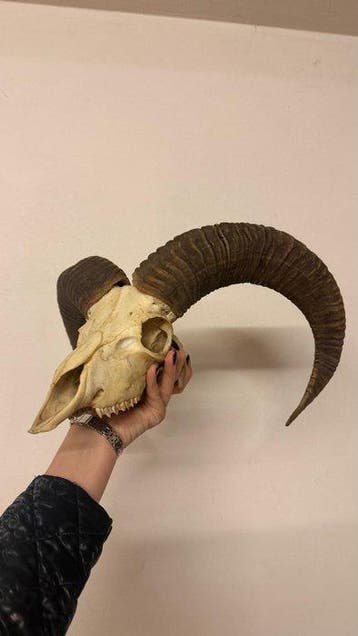 Mouflon Schedel met gewei - Mufline - 30 cm - 40 cm - 30 cm, Verzamelen, Nieuw