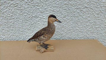 Eend Taxidermie volledige montage - Ringed teal - 30 cm - 30, Nieuw